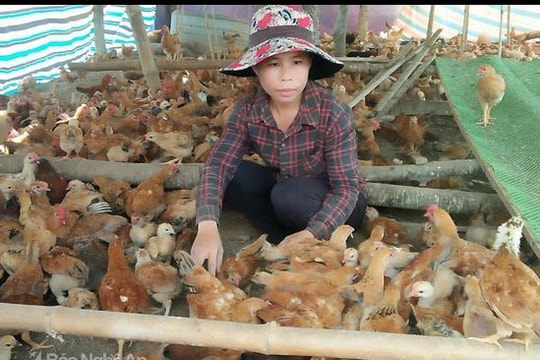 Nuôi gà liên kết, hướng mở ở Thanh Chương