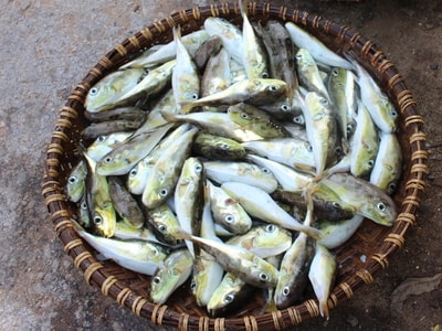 Về nơi người dân liều lĩnh ăn cá nóc hàng ngày