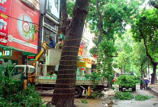 TP Vinh chặt tỉa cây trước giờ bão số 2 đổ bộ