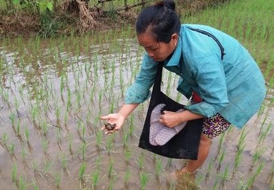 Dân lo lắng vì ốc bươu vàng xuất hiện dày đặc