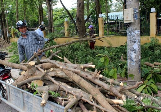 'Mót củi' sau bão ở thành Vinh