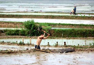 Sau bão, nông dân chạy đua với trời, gieo cấy lại diện tích lúa bị tàn phá