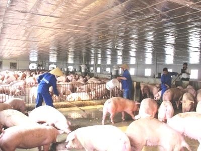 Không nên tăng đàn lợn ồ ạt