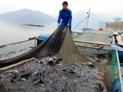 Tuổi trẻ Quế Phong: Sáng tạo, xung kích, tình nguyện xây dựng quê hương