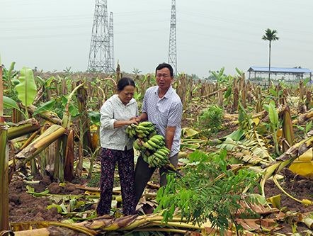 Đề nghị khởi tố vụ án côn đồ chặt hạ hàng nghìn cây chuối