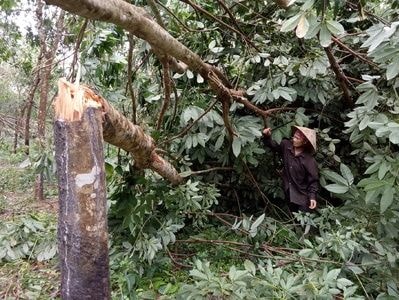 Người trồng cao su Nghệ An điêu đứng vì bão số 2