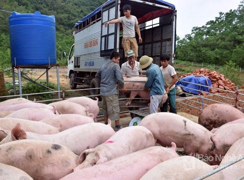 Nghệ An: Giá lợn hơi tăng nhanh, thịt lợn tăng đột biến