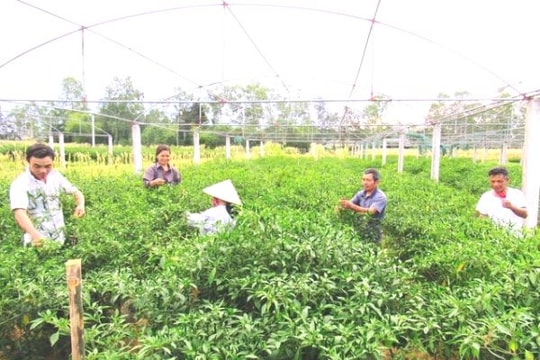 Đại biểu HĐND TP. Vinh: Sau khi công nhận nông thôn mới thì các xã 'nằm yên'