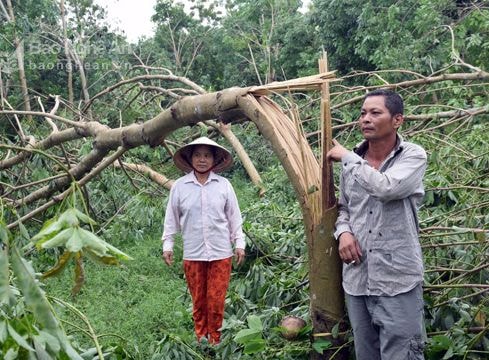 Sẽ trồng giống cao su mới thích nghi với gió bão ở Nghệ An