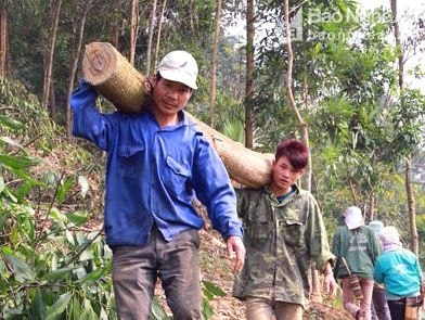 Nghệ An khai thác gần 280 nghìn m3 gỗ trong 7 tháng đầu năm