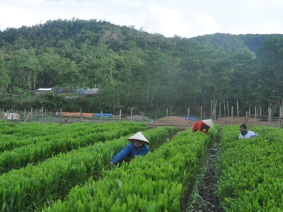 Bổ sung quy hoạch rừng nguyên liệu tăng sinh kế cho người dân