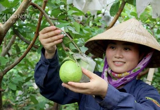 Nghĩa Đàn: Đua nhau trồng ổi, cảnh báo đầu ra