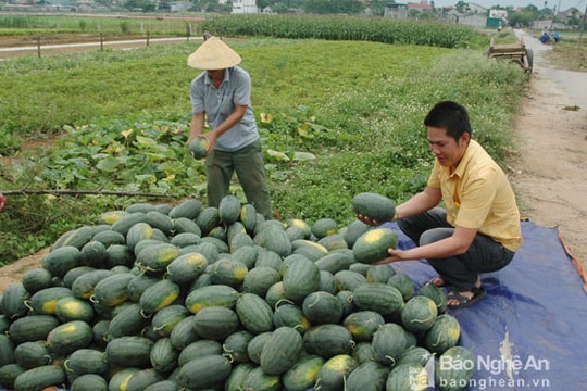 Sau bão giá dưa hấu giảm mạnh