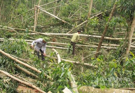 Rừng nguyên liệu bị đổ gãy thiệt hại hơn 350 tỷ đồng