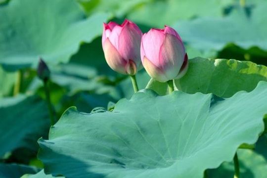 Yên Thành hoãn Ngày hội Hoa sen vì bão số 2