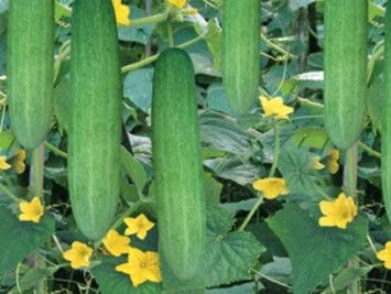 Giống cây trồng ngoại lấn át giống nội?