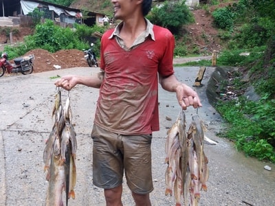 Người dân thu tiền triệu từ vớt cá lăng trên dòng nước lũ