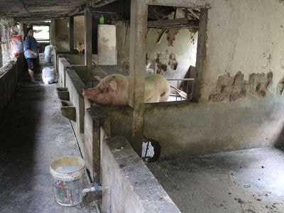 Giá lợn hơi tăng, người chăn nuôi không còn lợn để bán