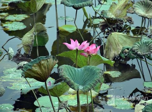 Xót xa 20 hécta sen ở đầm Diệu Ốc 'bỗng dưng' xơ xác