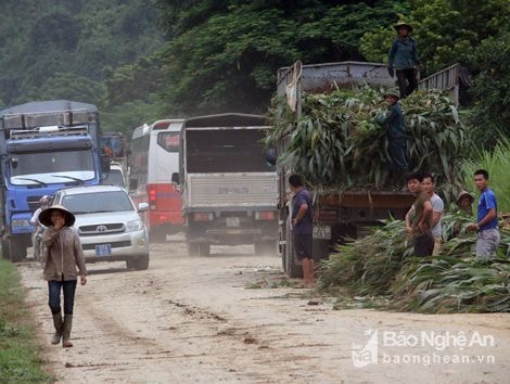 Bốc dỡ ngô gây mất an toàn giao thông trên Quốc lộ 7