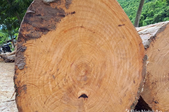 Vớt được 4 khối gỗ quý từ lũ quét ở Kỳ Sơn
