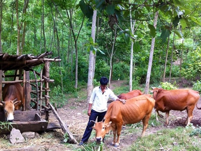 Tái cơ cấu nông nghiệp: Chuyển động từ hoạt động khuyến nông