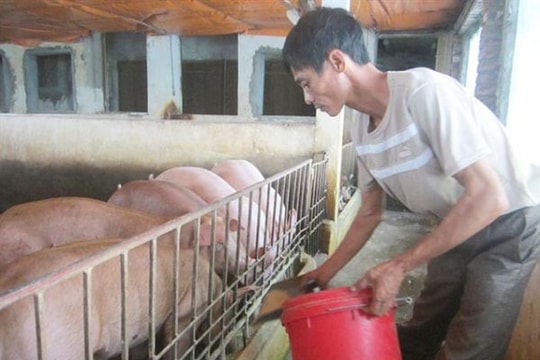 Giá lợn hơi đảo chiều, người chăn nuôi tránh đi vào 'vết xe đổ'