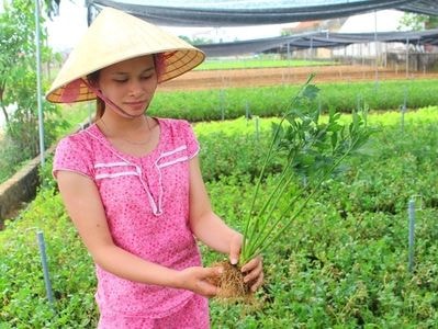 Trồng rau cần khô trong nhà lưới cho thu nhập cao