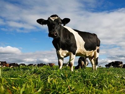 Phát hiện bò có khả năng chống virus HIV