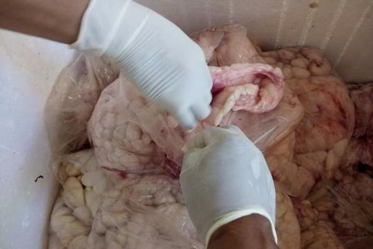Vận chuyển 90kg nội tạng và mỡ động vật không rõ nguồn gốc