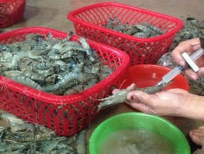 Tăng mức phạt đối với hành vi đưa tạp chất vào thủy sản