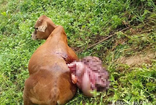 Vào vườn keo, một con bò bị chém banh ruột