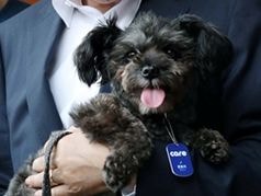 Chó bị bỏ rơi trở thành đệ nhất khuyển Hàn Quốc