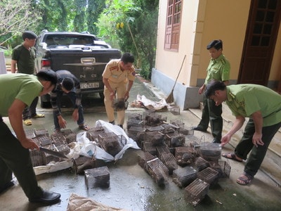 Xe bán tải vận chuyển 71 con dúi không rõ nguồn gốc ở Nghệ An