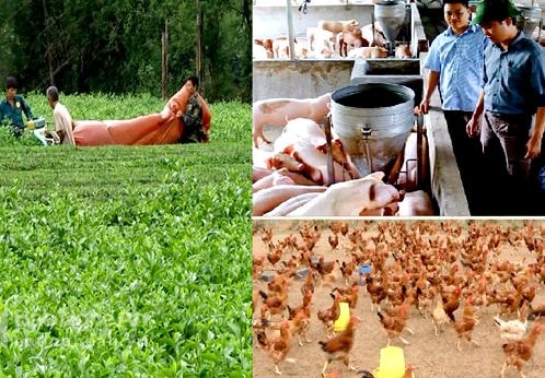 Chăm lo cây, con chủ lực ở Thanh Chương