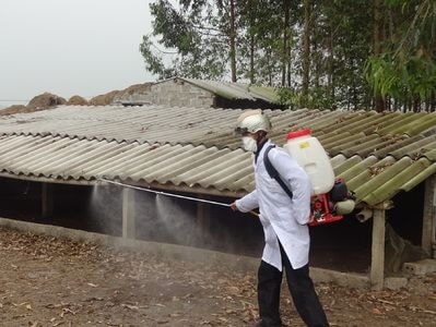 Cách phòng tránh những bệnh thường gặp trên đàn gia súc trong mùa mưa