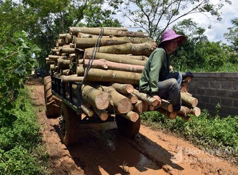 Nông dân khóc ròng khi cưa cao su bán củi sau bão số 2