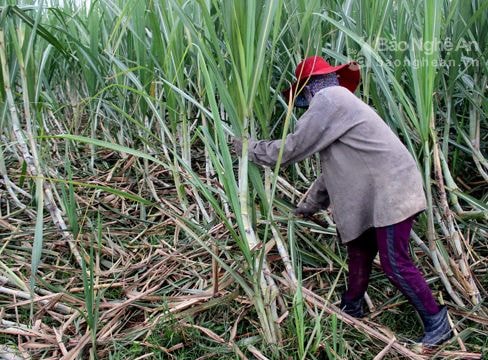 Tân Kỳ: Chăm sóc gần 4.000 ha mía bị đổ sạp sau bão
