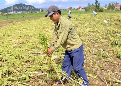 Nông dân khóc ròng vì vừng sắp thu hoạch đổ sạp sau bão