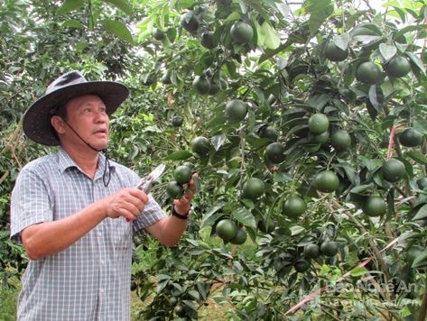 Người dân tộc Thổ ở Nghệ An trở thành 'Nông dân xuất sắc của Việt Nam'