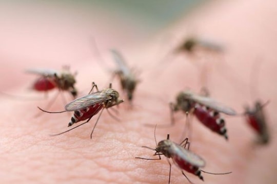 Nguy cơ chảy máu ồ ạt khi sốt xuất huyết tự uống hạ sốt