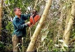 Khó tìm thợ thu hoạch keo đổ sau bão