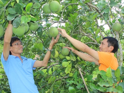 Bưởi Diễn thành cây trồng chủ lực ở Thanh Chương