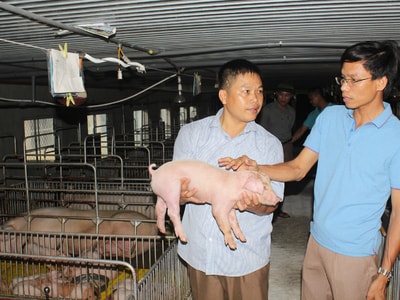 Chàng thanh niên với niềm tin chăn nuôi sạch