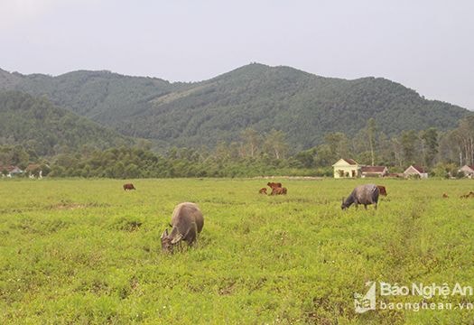 Dự án trồng chuối xuất ngoại 4 triệu USD đổ bể, xã kiện nhà đầu tư