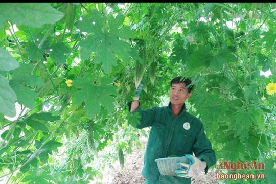 Anh Sơn: Nhân rộng 4 mô hình kinh tế hiệu quả