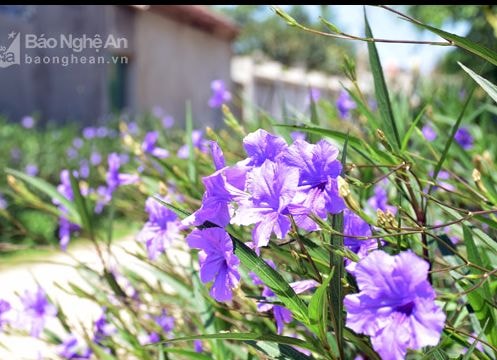 Tím sắc hoa đường làng quê Yên Thành