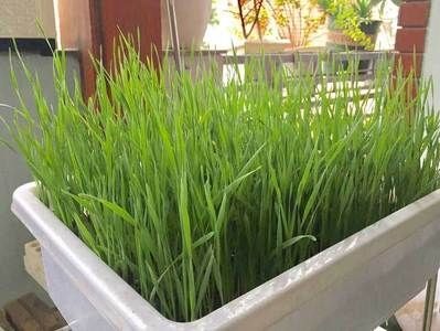 Trồng lúa xó nhà ép 'sữa' uống hàng ngày