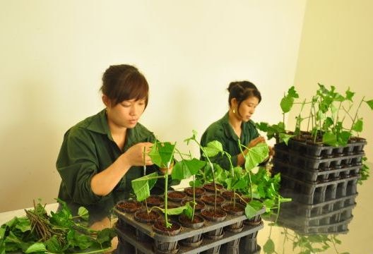 Các dự án, đề tài khoa học công nghệ phải có tính ứng dụng cao