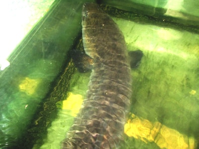 Cá lệch 'khủng' có giá gần 20 triệu đồng ở Nghệ An